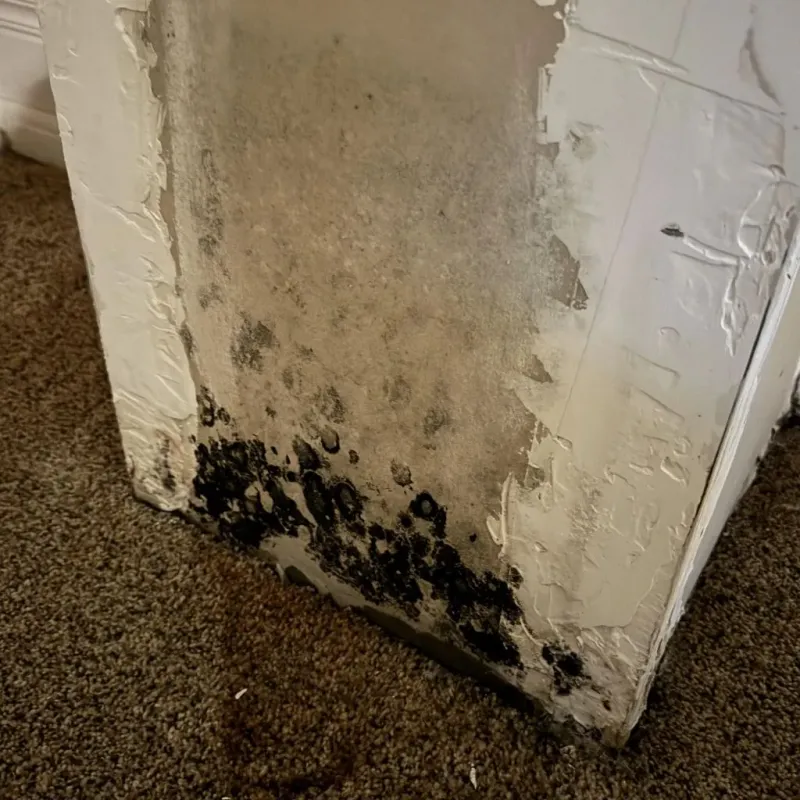 Professional Mold Removal in Bridgeville, PA